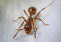 ​Incredible facts about ants you won’t believe​