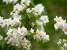 How to grow sweet-smelling summer Jasmine in the balcony