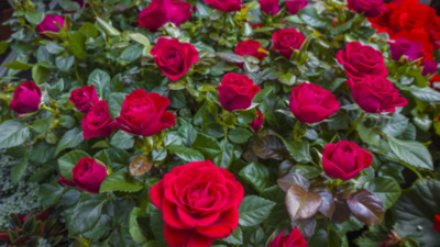 Want your Roses to bloom twice as much? Try this simple trick!