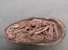 70-million-year-old dinosaur embryo found fossilised inside an egg that never hatched, it resembles THIS modern day animal