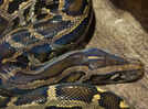 Burmese Python, 13-foot long, killed by Florida bobcat in Everglades; first recorded case