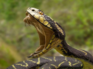 Snakebite first aid: What works and what doesn’t