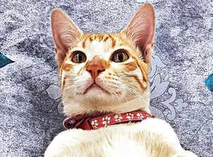 #BringRioHome: Pet parents launch search to find their kidnapped cat